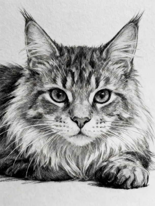 In Line and Shadow — Custom Minimalist Charcoal Pet Portrait